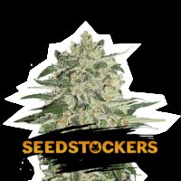 FEM BIG BUD SEED STOCKERS