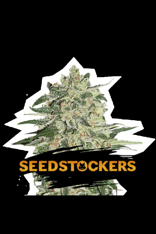 FEM BIG BUD SEED STOCKERS