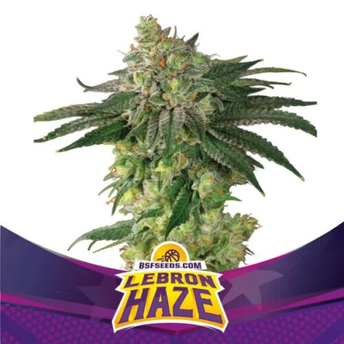 FEM LEBRON HAZE BSF SEEDS