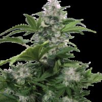 AUTO WHITE DWARF BUDHA SEEDS