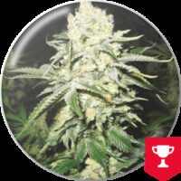 NO NAME AUTO MEDICAL SEEDS