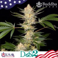 FEM DOSIDO BUDDHA SEEDS