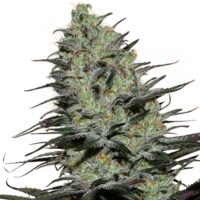 FEM MORPHEUS BUDDHA SEEDS