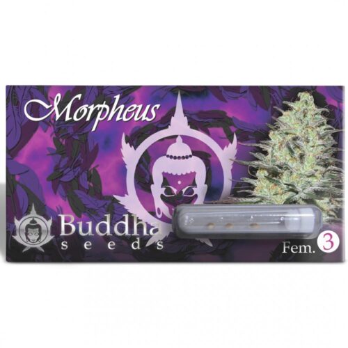 FEM MORPHEUS BUDDHA SEEDS