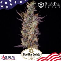 FEM BUDDHA GELATO BUDDHA SEEDS