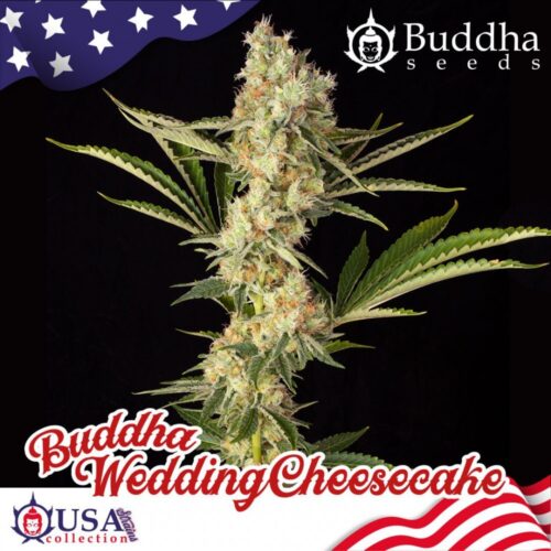 FEM WEDDING CHEESECAKE BUDDHA SEEDS