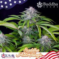 AUTO BUDDHA TANGIE BUDDHA SEEDS