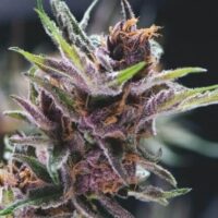 FEM BLACK CHERRY PUNCH PYRAMID SEEDS