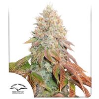 AUTO BANANA BLAZE DUTCH PASSION